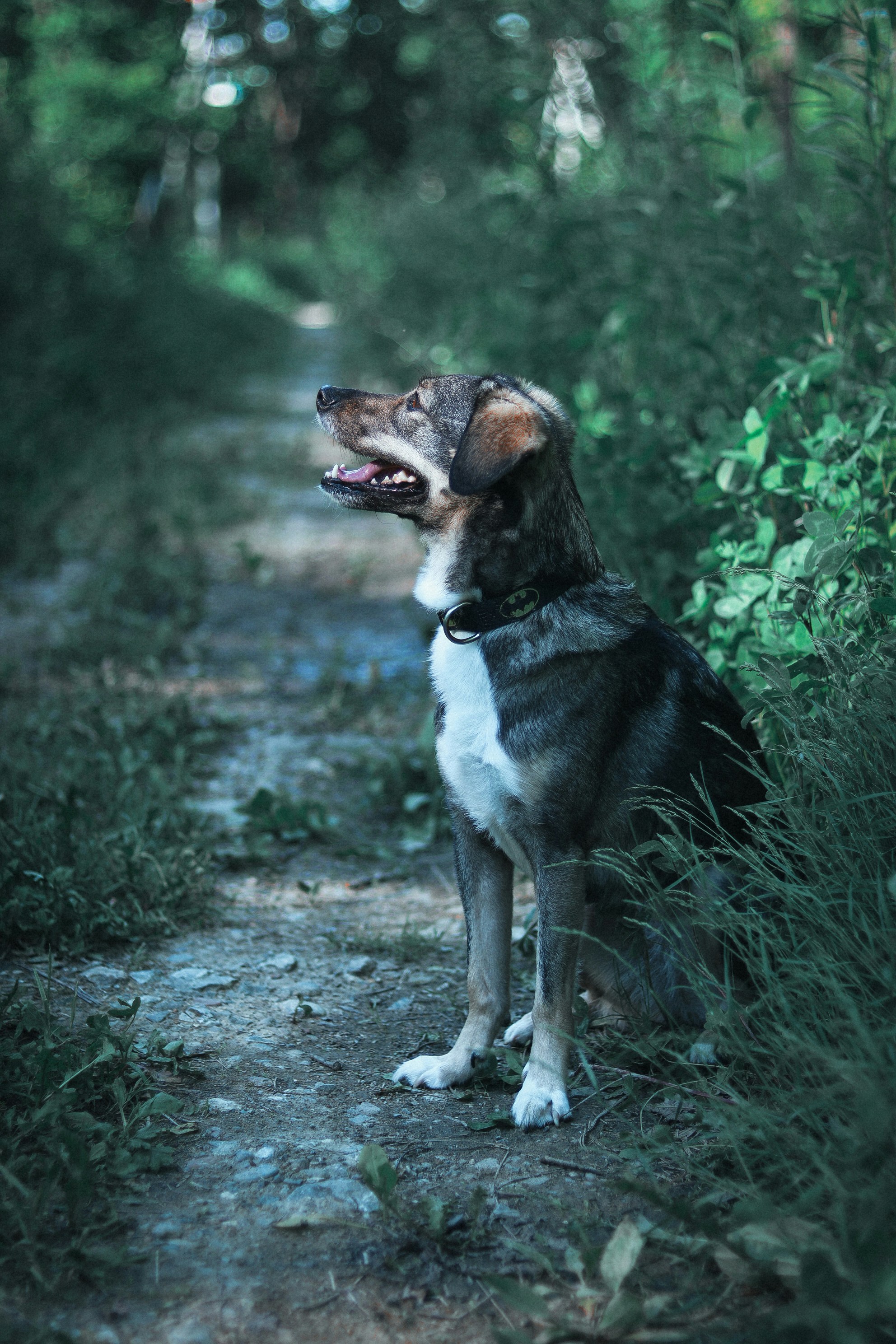 Chien heureux