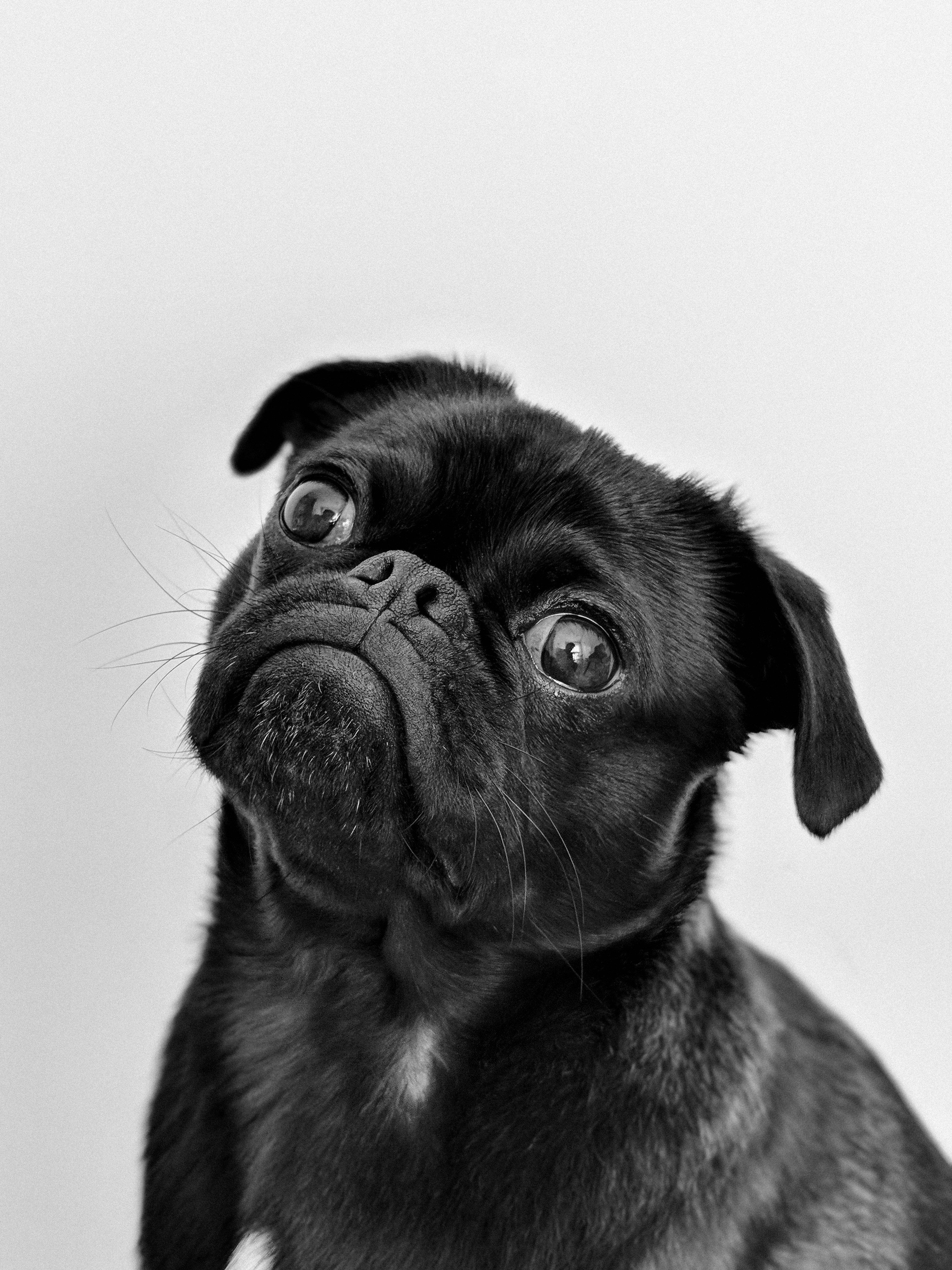 Chien et femme